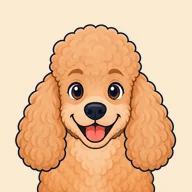 Apricot poodle